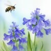 The Adventures of Bri the Bee (Digital Books)